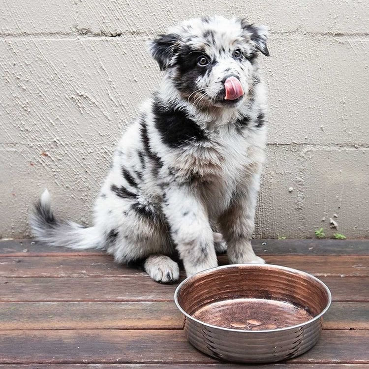 Loving Pets Le Bol Dog Bowl Chocolate Brown Extra Small :->>