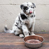Loving Pets Le Bol Dog Bowl Chocolate Brown Medium :->>
