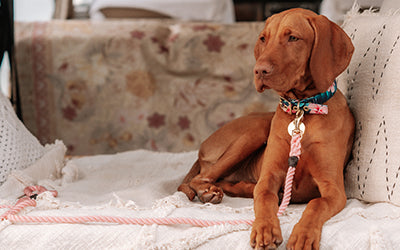 KONG Farmyard Friends Smoked Bacon 200g