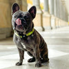 Max & Molly Kiwi Smart ID Dog Collar Large***