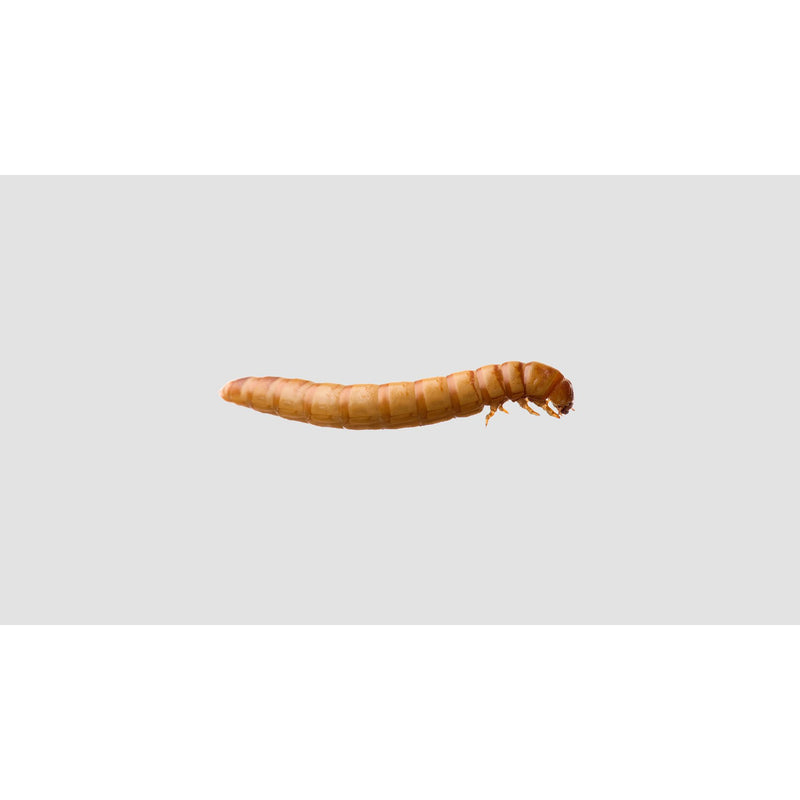 Minibeasts Mealworms 100g