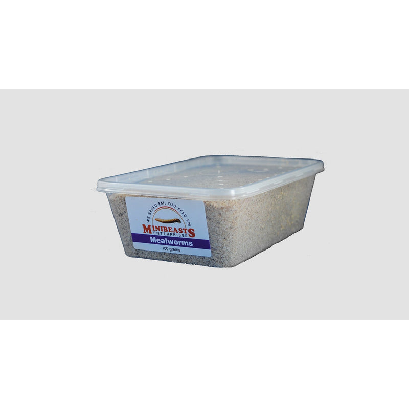 Minibeasts Mealworms 100g-Habitat Pet Supplies