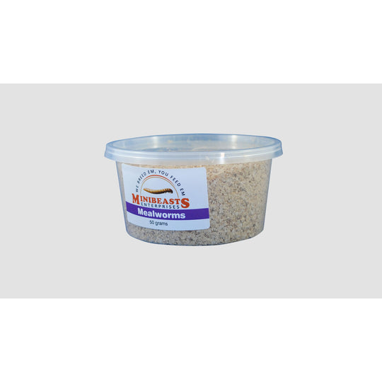 Minibeasts Mealworms 50g