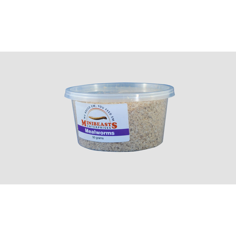 Minibeasts Mealworms 50g-Habitat Pet Supplies