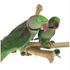 Ninos Java Multi Branch Perch with Toys for Birds Medium