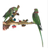 Ninos Java Multi Branch Perch with Toys for Birds Medium-Habitat Pet Supplies