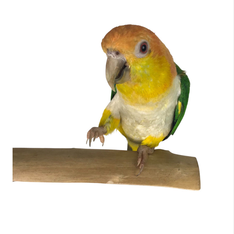 Ninos Java Stage Perch for Birds Small