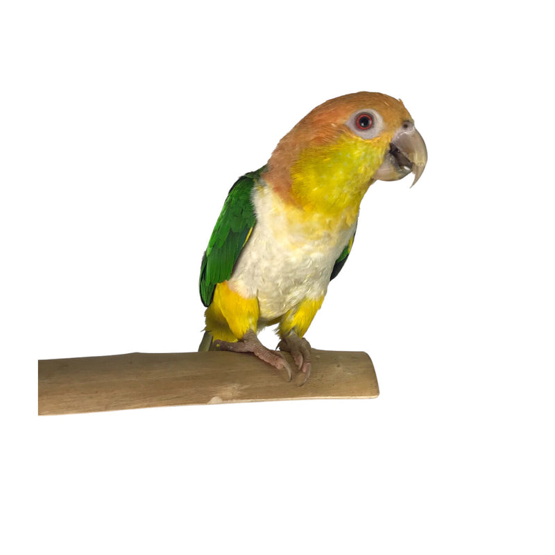 Ninos Java Stage Perch for Birds Small-Habitat Pet Supplies