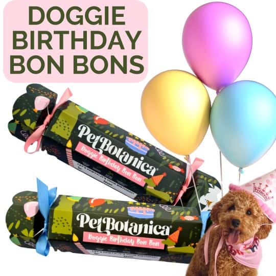 Pet Botanica Doggie Birthday Bon Bon Treats for Dogs 95g