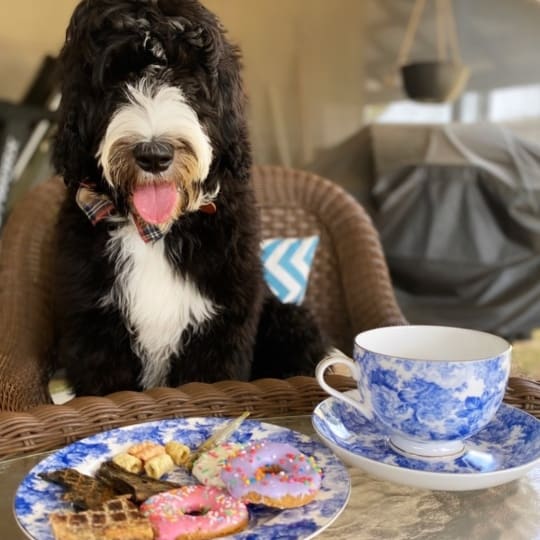 Pet Botanica Gourmet Doggy Donuts Large Dog Treats 5 Pack