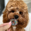 Pet Botanica Gourmet Doggy Donuts Little Dog Treats 6 Pack