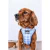 Pupstyle Suburban Collection Blueberry Muffin Dog Harness Medium