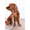 Pupstyle Suburban Collection Blueberry Muffin Dog Lead