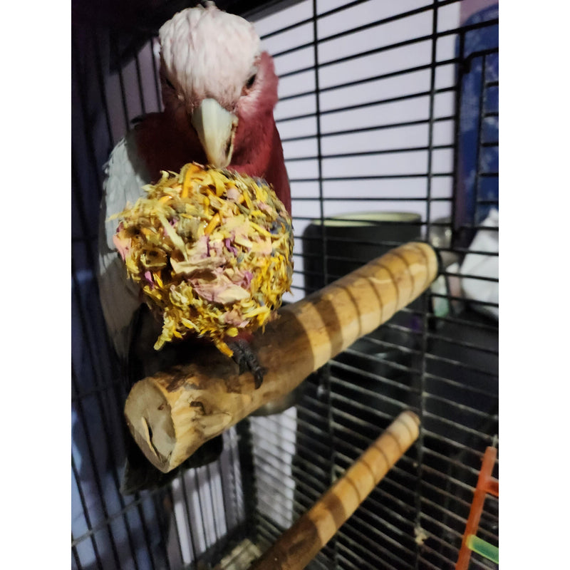 Raw for Birds Floral Pinecone Chew 2 Pack