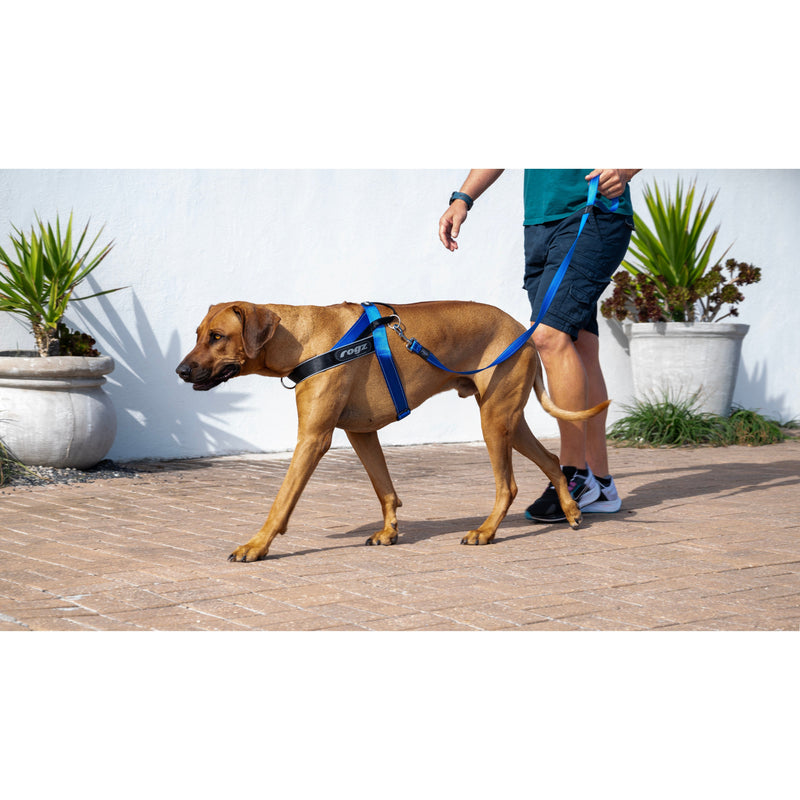 Rogz Utility LetzGo Personalisable Harness Blue Med/Lge
