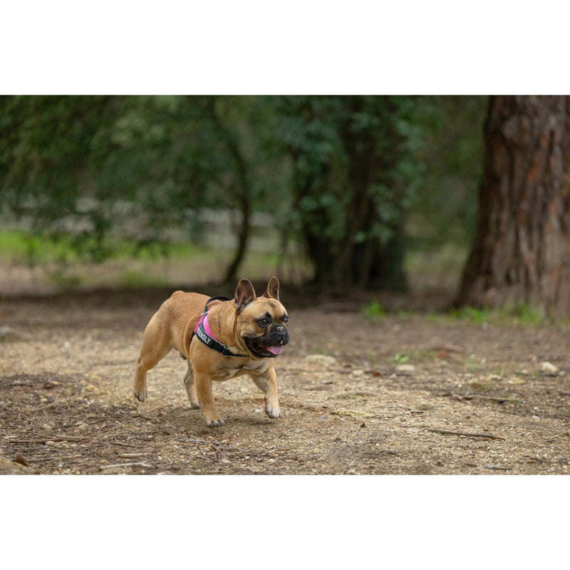 Rogz Utility LetzGo Personalisable Harness Pink Lge