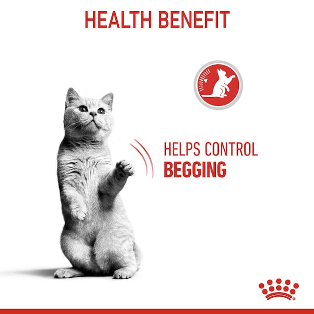Royal Canin Cat Appetite Control Dry Food 3.5kg