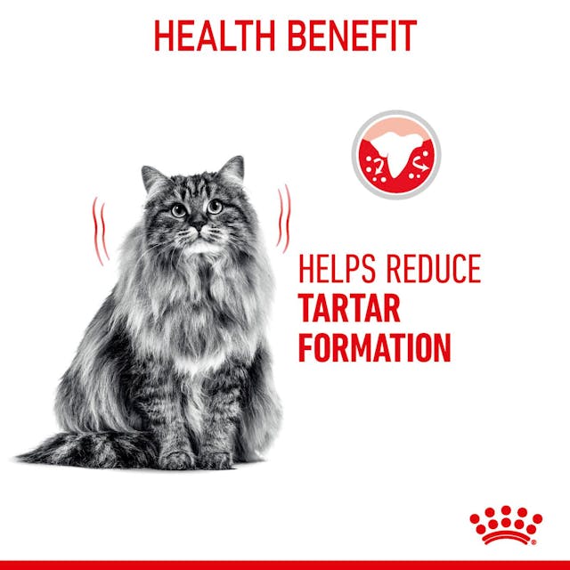 Royal Canin Cat Dental Care Adult Dry Food 1.5kg (+_+)