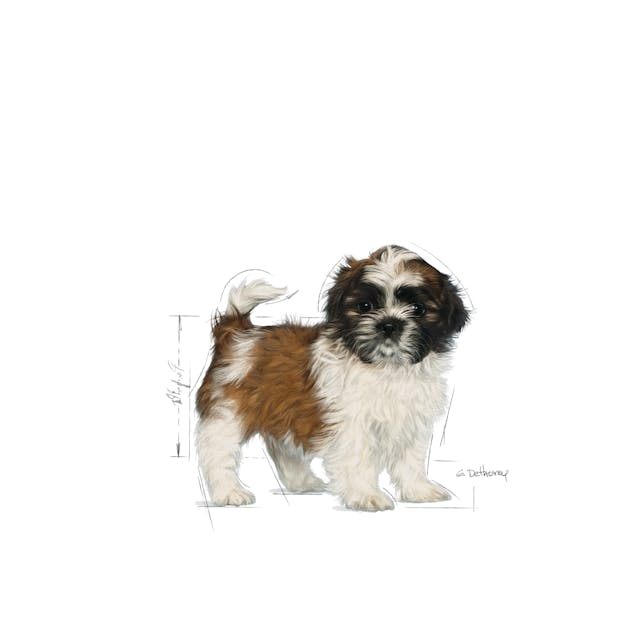 Royal Canin Dog Shih Tzu Puppy Dry Food 1.5kg