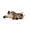 Royal Canin Maine Coon Kitten Dry Food 2kg ^._.^