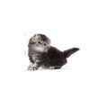Royal Canin Persian Kitten Dry Food 2KG