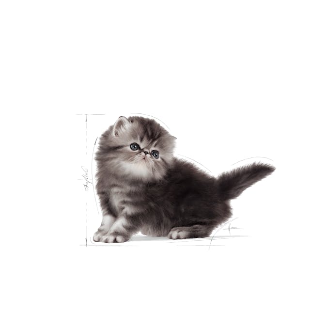Royal Canin Persian Kitten Dry Food 2KG
