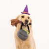 Zippy Paws Witch Halloween Costume Kit for Dogs 3 Pieces