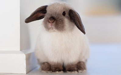 KONG Farmyard Friends Smoked Bacon 200g