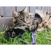 Anipal Bobby the Butterfly Recycled Cat Harness and Lead Small