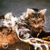 Anipal Gigi the Gouldian Finch Recycled Cat Harness and Lead Small