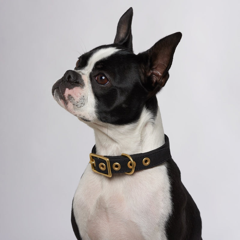 Animals in Charge All Weather Dog Collar Black and Brass Extra Large***