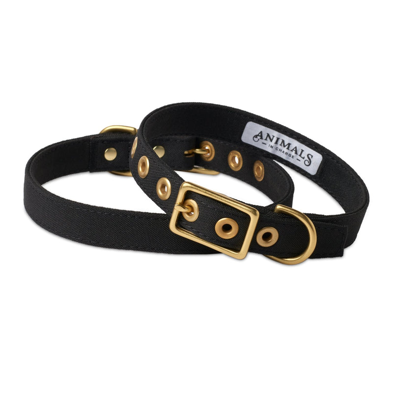 Animals in Charge All Weather Dog Collar Black and Brass Large***-Habitat Pet Supplies