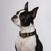 Animals in Charge All Weather Dog Collar Black and Brass Small***