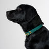 Animals in Charge All Weather Dog Collar Forest Green and Brass Extra Large***