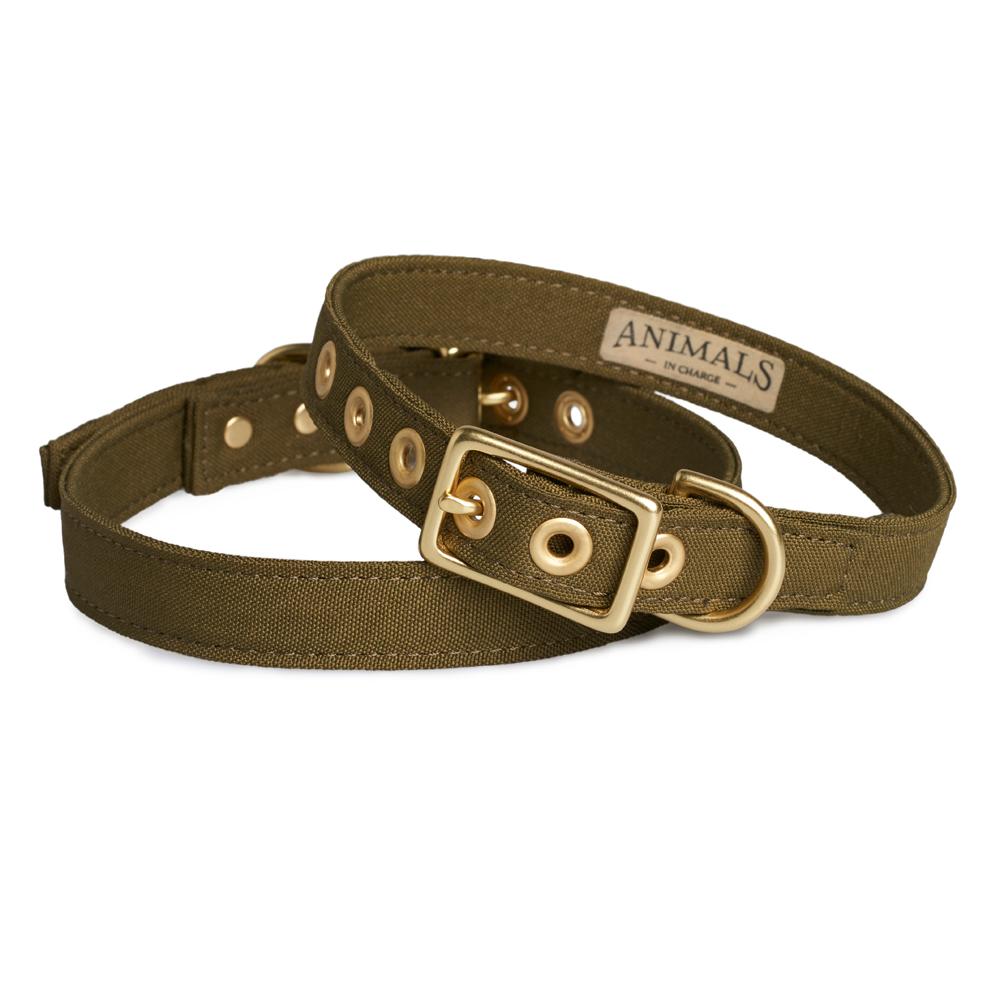 Animals in Charge All Weather Dog Collar Olive and Brass Extra Large***-Habitat Pet Supplies