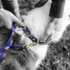 Anipal Billie the Bilby Recycled Dog Collar Small***