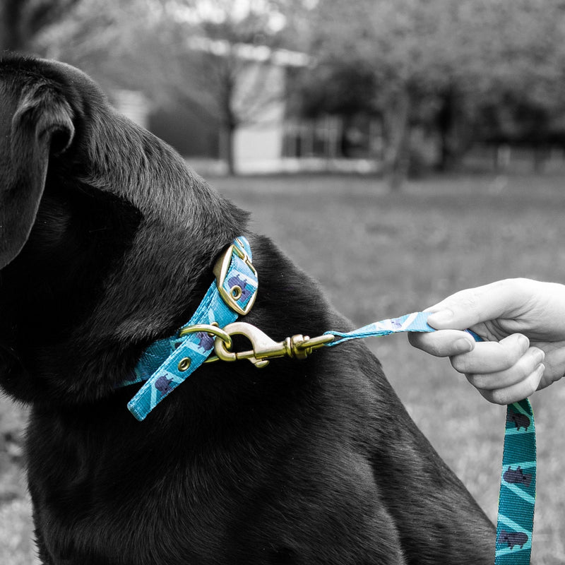 Anipal Kylo the Koala Recycled Dog Collar Large***