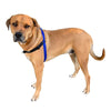 Black Dog Wear Balance Harness Red Small