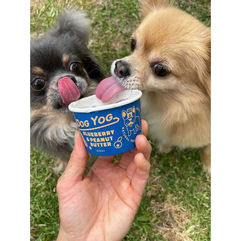 Dog Yog Frozen Blueberry and Peanut Butter Dog Ice Cream 120ml