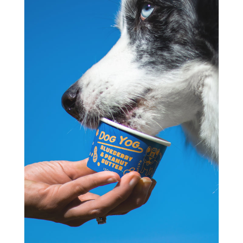 Dog Yog Frozen Blueberry and Peanut Butter Dog Ice Cream 120ml