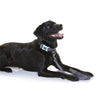 Doog Pongo Neoprene Dog Lead Small
