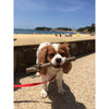 Doog Stick Dog Toy Barkley