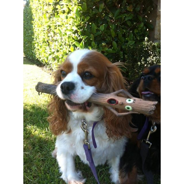 Doog Stick Dog Toy Uncle Chuck