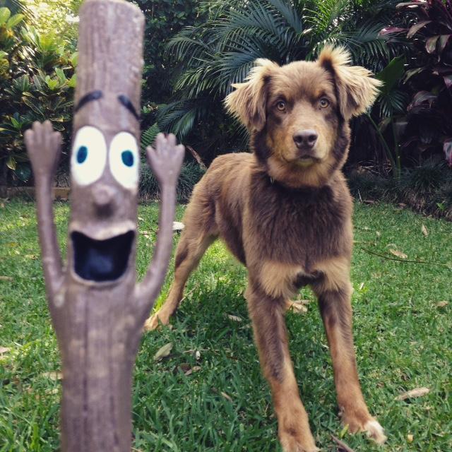 Doog Stick Dog Toy Woody