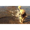 Doog Stick Dog Toy Woody