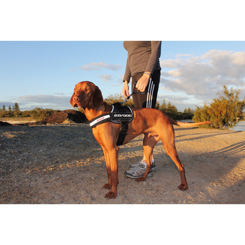 EzyDog Convert Dog Harness Blue Medium