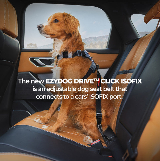 EzyDog Isofix Standard Click Seat Belt for Dogs