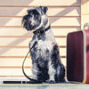 EzyDog Oxford Leather Dog Collar Black Large
