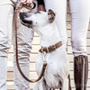 EzyDog Oxford Leather Dog Collar Brown Medium