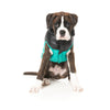 FuzzYard Dog Apparel South Harlem Jacket Teal Size 4